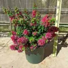 JARDINTROPIC - Bougainvillier bougainvillier 'mini thai' (bougainvillier nain) pot de 40 litres ? 100/120 cm