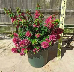 JARDINTROPIC - Bougainvillier bougainvillier 'mini thai' (bougainvillier nain) pot de 40 litres ? 100/120 cm