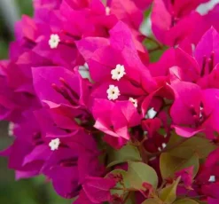JARDINTROPIC - Bougainvillier bougainvillier 'mini thai' (bougainvillier nain) pot de 14 litres - 100/120 cm