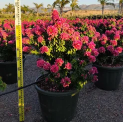 JARDINTROPIC - Bougainvillier bougainvillier 'mini thai' (bougainvillier nain) pot de 130l 150/175cm