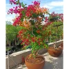 JARDINTROPIC - Bougainvillier hybride multi couleur (bougainvillier) pot de 110l 230/270cm