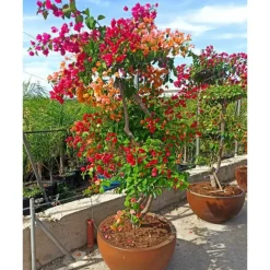 JARDINTROPIC - Bougainvillier hybride multi couleur (bougainvillier) pot de 110l 230/270cm
