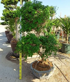 JARDINTROPIC - Bougainvillier hybride multi couleur (bougainvillier) pot de 70l 200/225cm