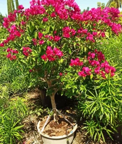 JARDINTROPIC - Bougainvillier hybride (bougainvillier) pot de 140l - 200/250cm
