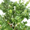 JARDINTROPIC - Carissa macrocarpa 'prostrata' (prunier du natal) pot de 9l - 40/60cm