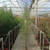 JARDINTROPIC - Casuarina cunninghamiana (filao) pot de 35l - 150/175cm