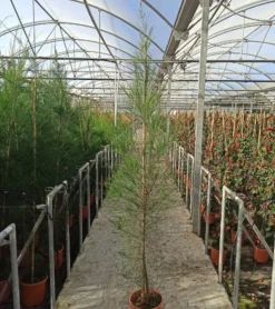 JARDINTROPIC - Casuarina cunninghamiana (filao) pot de 35l - 150/175cm