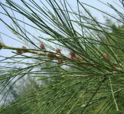JARDINTROPIC - Casuarina cunninghamiana (filao) pot de 35l - 150/175cm