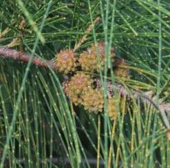 JARDINTROPIC - Casuarina cunninghamiana (filao) pot de 25l- 125/150cm