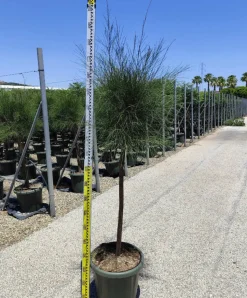 JARDINTROPIC - Casuarina cunninghamiana (filao) pot de 25l- 125/150cm