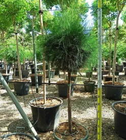 JARDINTROPIC - Casuarina cunninghamiana (filao) pot de 25l- 125/150cm