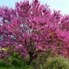 JARDINTROPIC - Cercis siliquastrum (arbre de judée) pot de 6 litres - 140/150cm -