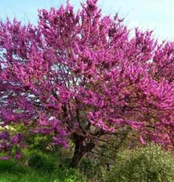 JARDINTROPIC - Cercis siliquastrum (arbre de judée) pot de 6 litres - 140/150cm -