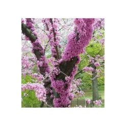 JARDINTROPIC - Cercis siliquastrum (arbre de judée) pot de 6 litres - 140/150cm -