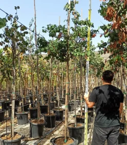 JARDINTROPIC - Cercis siliquastrum (arbre de judée) pot de 6 litres - 140/150cm -