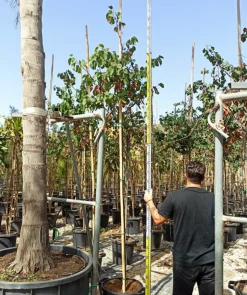 JARDINTROPIC - Cercis siliquastrum (arbre de judée) pot de 6 litres - 140/150cm -