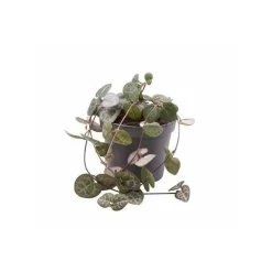 JARDINTROPIC - Ceropegia woodii (chaîne des coeurs) jeune plante