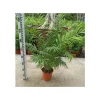 JARDINTROPIC - Chamaedorea elegans (chamédorée - palmier de montagne) pot de 4 litres - 80/100 cm