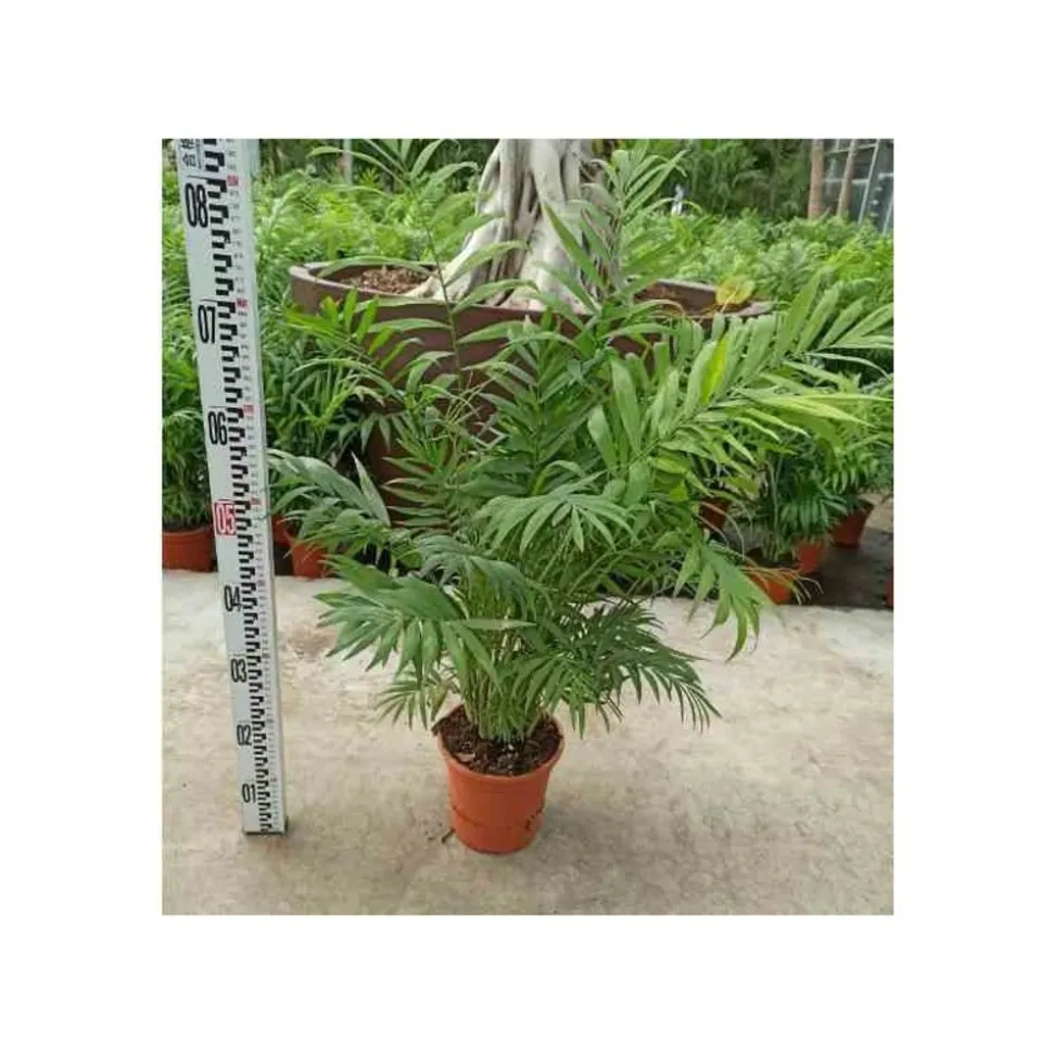 JARDINTROPIC - Chamaedorea elegans (chamédorée - palmier de montagne) pot de 4 litres - 80/100 cm