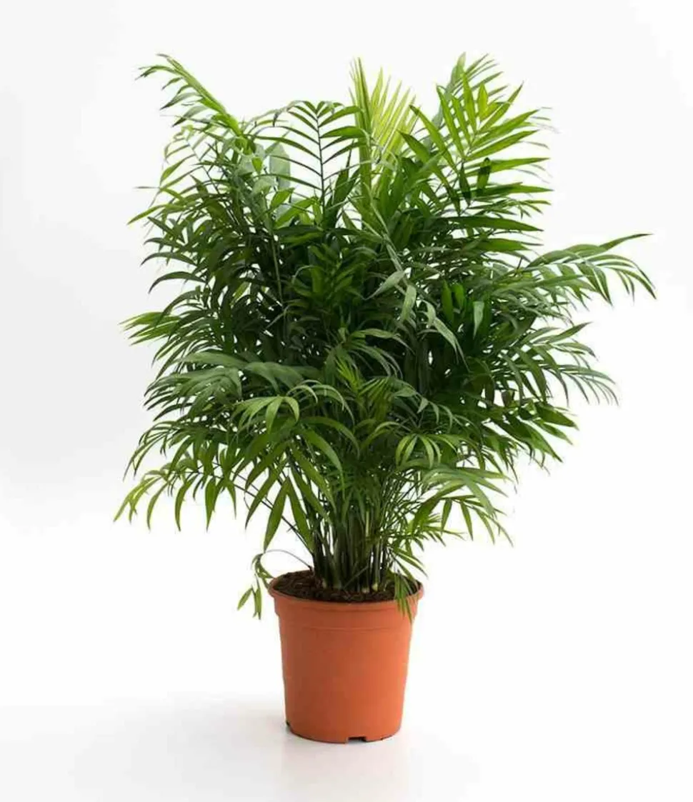 JARDINTROPIC - Chamaedorea elegans (chamédorée - palmier de montagne) pot de 4 litres - 80/100 cm