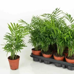 JARDINTROPIC - Chamaedorea elegans (chamédorée - palmier de montagne) pot de 4 litres - 80/100 cm
