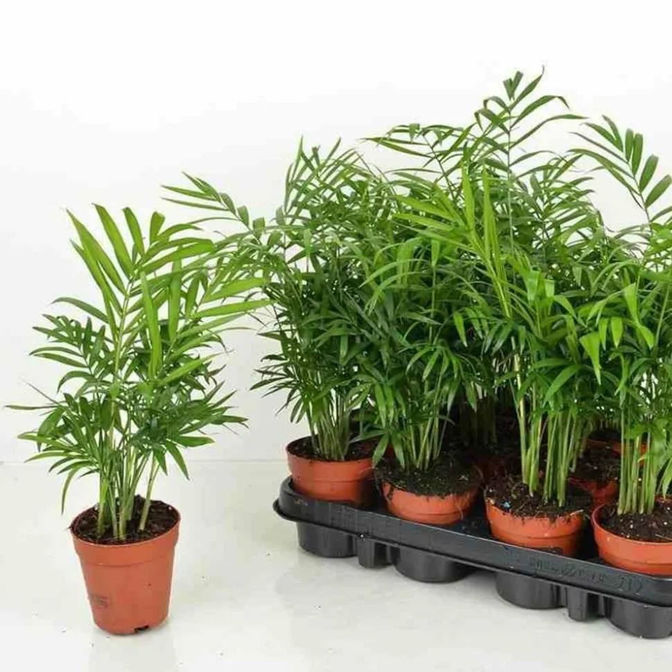 JARDINTROPIC - Chamaedorea elegans (chamédorée - palmier de montagne) pot de 4 litres - 80/100 cm