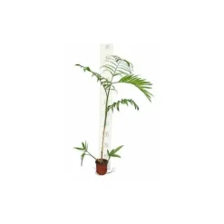 JARDINTROPIC - Chamaedorea seifrizii (palmier nain de seifriz) pot de 1 litre - 50/60 cm