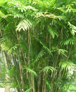 JARDINTROPIC - Chamaedorea seifrizii (palmier nain de seifriz) pot de 1 litre - 50/60 cm