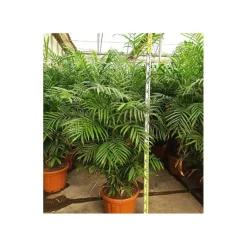 JARDINTROPIC - Chamaedorea seifrizii (palmier nain de seifriz) pot de 1 litre - 50/60 cm