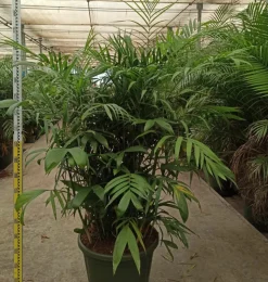 JARDINTROPIC - Chamaedorea seifrizii (palmier nain de seifriz) pot de 1 litre - 50/60 cm