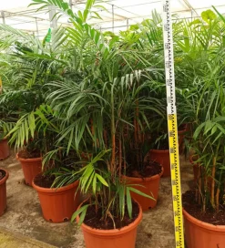 JARDINTROPIC - Chamaedorea seifrizii (palmier nain de seifriz) pot de 1 litre - 50/60 cm