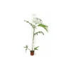 JARDINTROPIC - Chamaedorea seifrizii (palmier nain de seifriz) pot de 70l 200/225cm