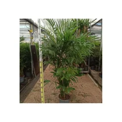 JARDINTROPIC - Chamaedorea seifrizii (palmier nain de seifriz) specimen pot de 45l - 200/225cm