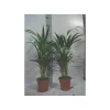JARDINTROPIC - Chrysalidocarpus lutescens (aréca, palmier d'arec, palmier doré) pot de 1 litre -10/30 cm