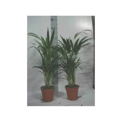 JARDINTROPIC - Chrysalidocarpus lutescens (aréca, palmier d'arec, palmier doré) pot de 1 litre -10/30 cm