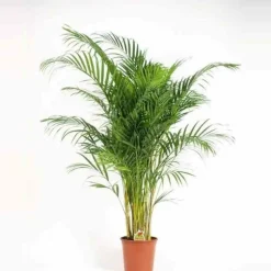 JARDINTROPIC - Chrysalidocarpus lutescens (aréca, palmier d'arec, palmier doré) pot de 1 litre -10/30 cm