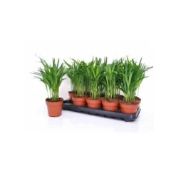 JARDINTROPIC - Chrysalidocarpus lutescens (aréca, palmier d'arec, palmier doré) pot de 2 litres ? 40/60 cm