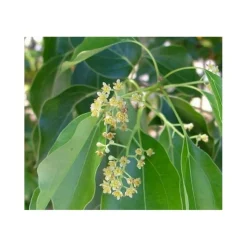 JARDINTROPIC - Cinnamomum camphora (camphrier) couleur floraison:crème jaune - pot de 140l - 200/250cm