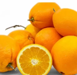 JARDINTROPIC - Citrus sinensis var.navelate (orange la meilleure tout simplement) pot de 9 litres -140/160 cm