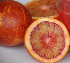 JARDINTROPIC - Citrus sinensis var.sanguine ou sanguinelli (orange sanguine) pot de 4 litres - 30/50 cm