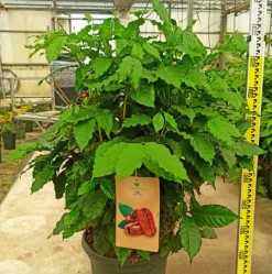 JARDINTROPIC - Coffea arabica (caféier) pot de 25l - 100/125cm