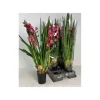 JARDINTROPIC - Cymbidium hybride rouge pot de 1 litre ? 60/80cm