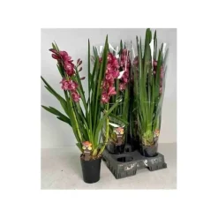 JARDINTROPIC - Cymbidium hybride rouge pot de 1 litre ? 60/80cm