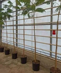 JARDINTROPIC - Delonix regia (flamboyant) pot de 25l -200cm