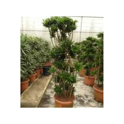 JARDINTROPIC - Dracaena deremensis 'compacta' (dragonnier) pot de 35l - groupe - 100/120cm