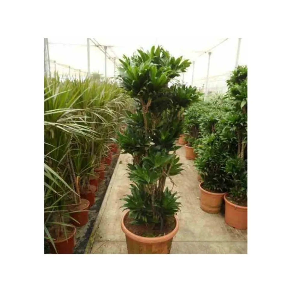 JARDINTROPIC - Dracaena deremensis 'compacta' (dragonnier) pot de 35l - groupe - 100/120cm