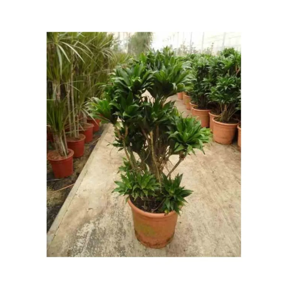 JARDINTROPIC - Dracaena deremensis 'compacta' (dragonnier) pot de 35l - groupe - 100/120cm