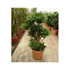 JARDINTROPIC - Dracaena deremensis 'compacta' (dragonnier) pot de 65l - groupe -150/175cm