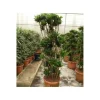JARDINTROPIC - Dracaena deremensis 'compacta' (dragonnier) pot de 35l - boule -130/150cm