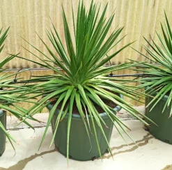 JARDINTROPIC - Dracaena draco (dragonnier des canaris) pot de 250l 200/250cm
